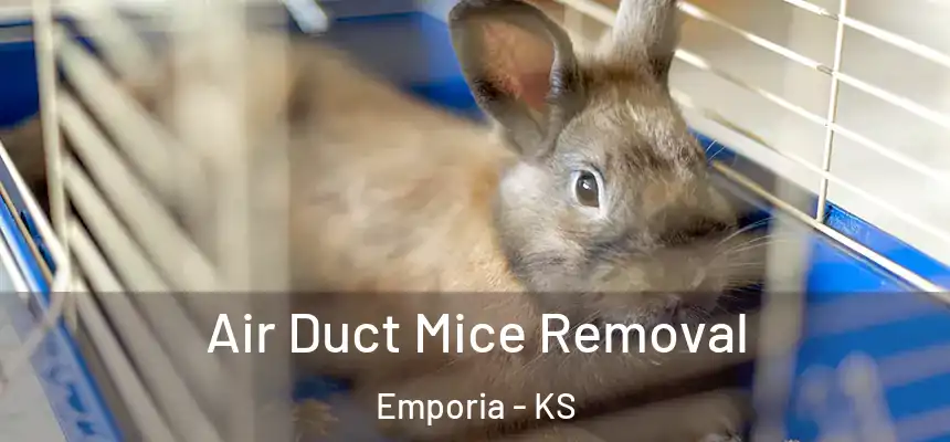  Air Duct Mice Removal Emporia - KS